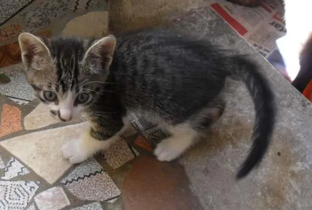 Gato ra a SRD idade 2 a 6 meses nome Peludinhos