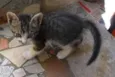 Peludinhos