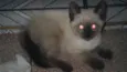 Peludinhos
