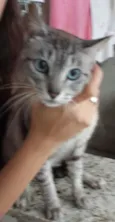 Gata de 1 ano