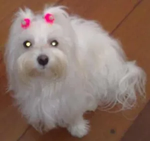 Cachorro raça Maltês idade 6 ou mais anos nome mel