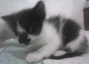 Gato raça SRD idade Abaixo de 2 meses nome FILHOTES