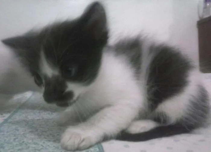 Gato ra a SRD idade Abaixo de 2 meses nome FILHOTES