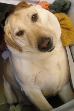 Cachorro raça Labradora idade 6 ou mais anos nome Calinca