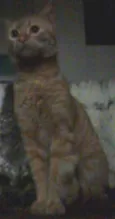 Amigo