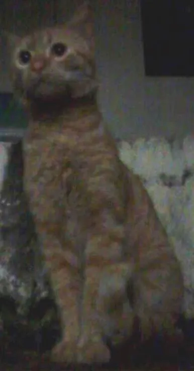 Gato ra a  idade 2 a 6 meses nome Amigo