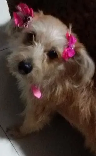 Cachorro ra a Srd idade 1 ano nome Cristal