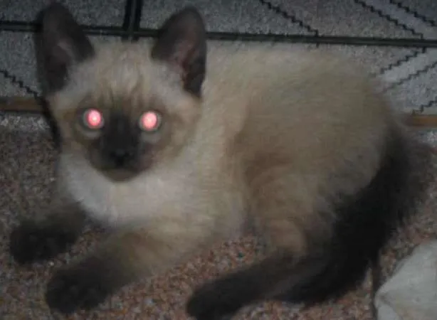 Gato ra a SRD idade 2 a 6 meses nome Peludinhos