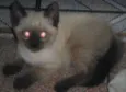 Peludinhos