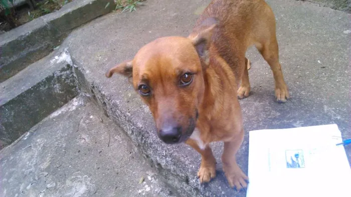 Cachorro ra a vira lata idade 5 anos nome Chello