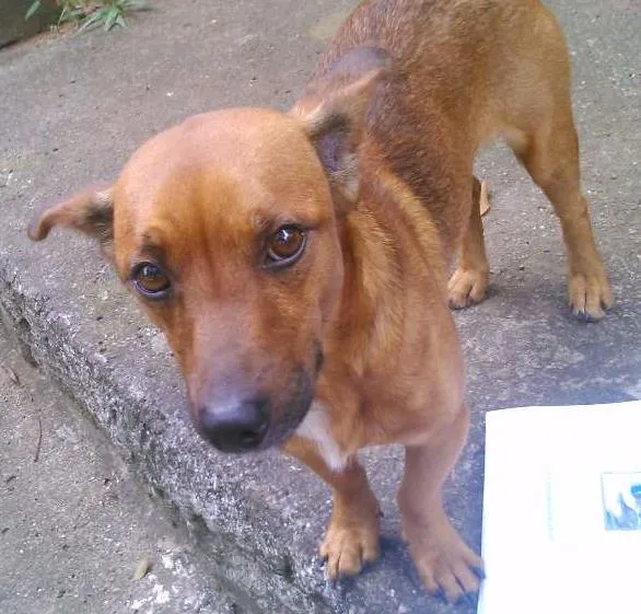 Cachorro ra a vira lata idade 5 anos nome Chello