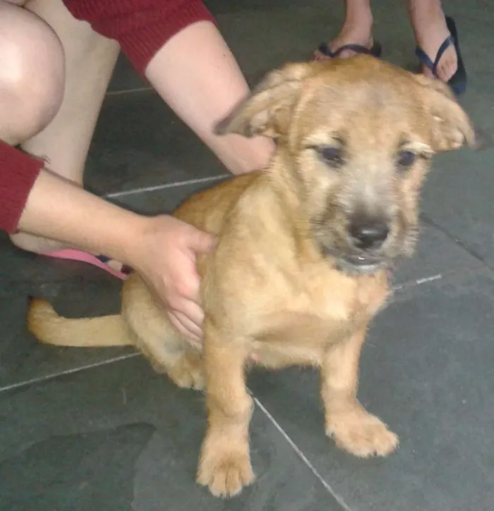 Cachorro ra a Srd idade 2 a 6 meses nome Simon