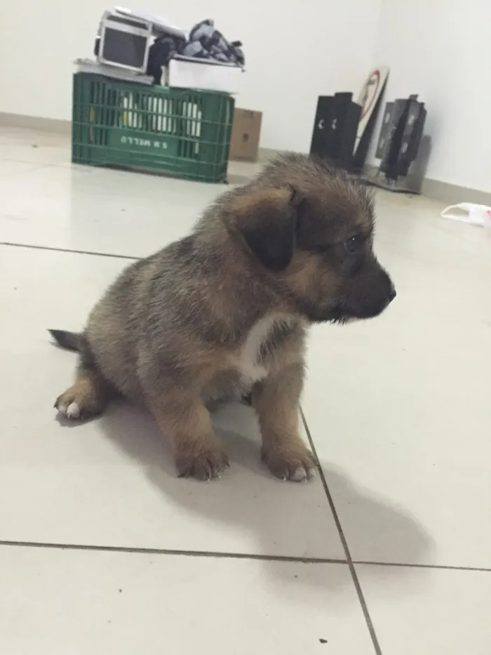Cachorro raça  idade Abaixo de 2 meses nome Filhotes machos e f