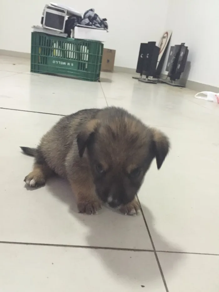 Cachorro raça  idade Abaixo de 2 meses nome Filhotes machos e f