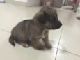 Filhotes machos e f