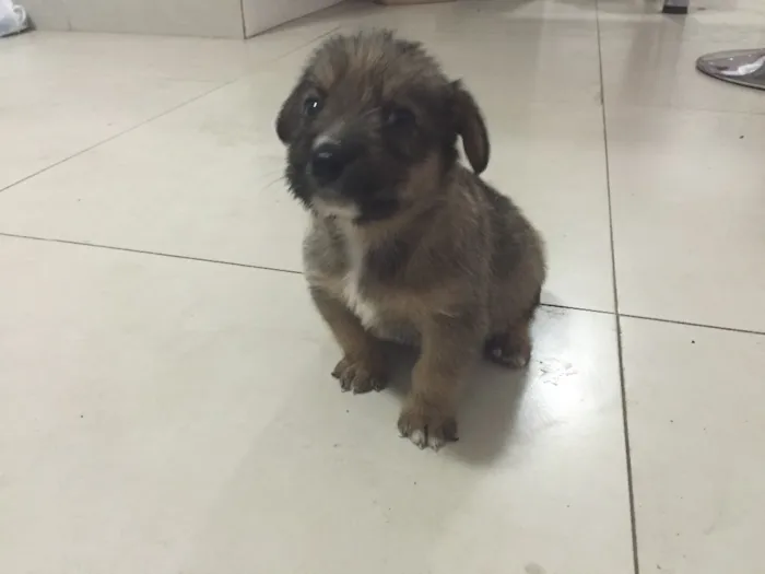 Cachorro raça  idade Abaixo de 2 meses nome Filhotes machos e f