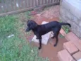1 amiguinho pra você