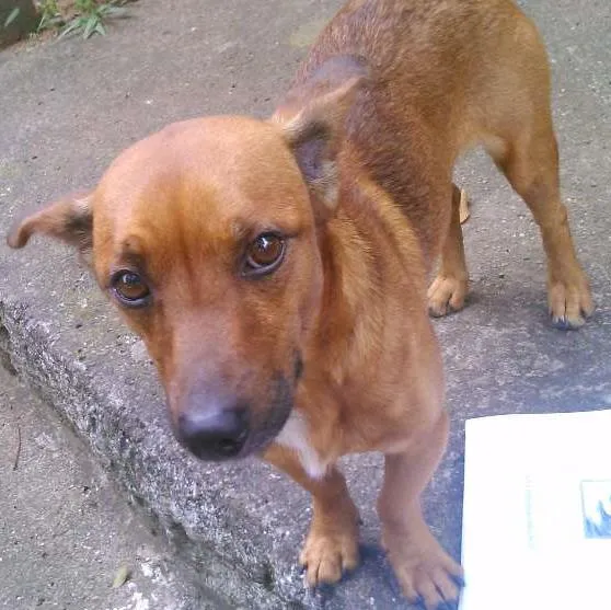 Cachorro ra a vira lata idade 5 anos nome Chello