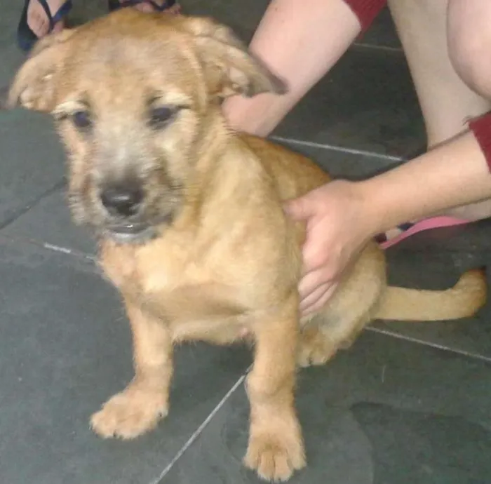 Cachorro ra a Srd idade 2 a 6 meses nome Simon
