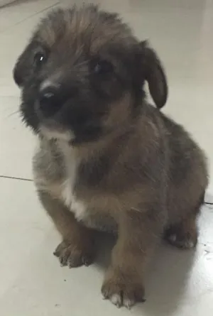Cachorro raça  idade Abaixo de 2 meses nome Filhotes machos e f