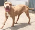CAPITU