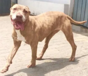 Cachorro raça Pit-Bull idade 4 anos nome CAPITU