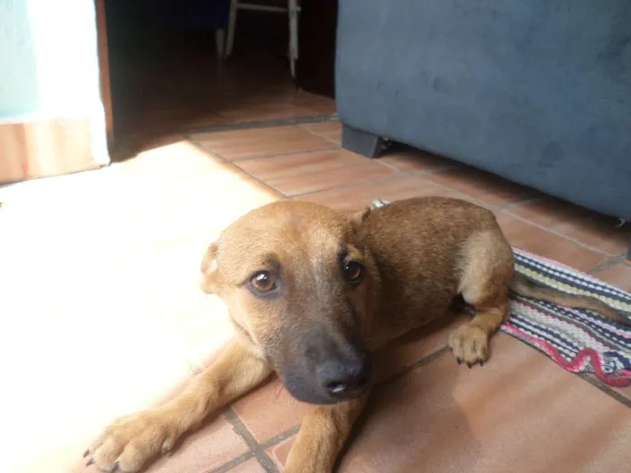 Cachorro raça Labrador idade 2 a 6 meses nome maroes
