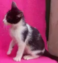 lindinha