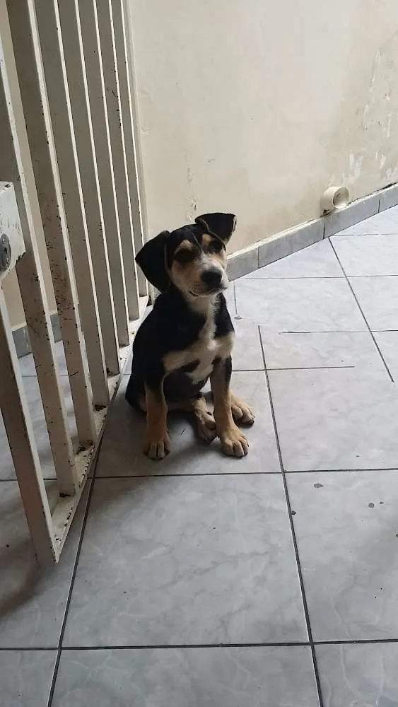 Cachorro raça Srd idade 2 a 6 meses nome Theo