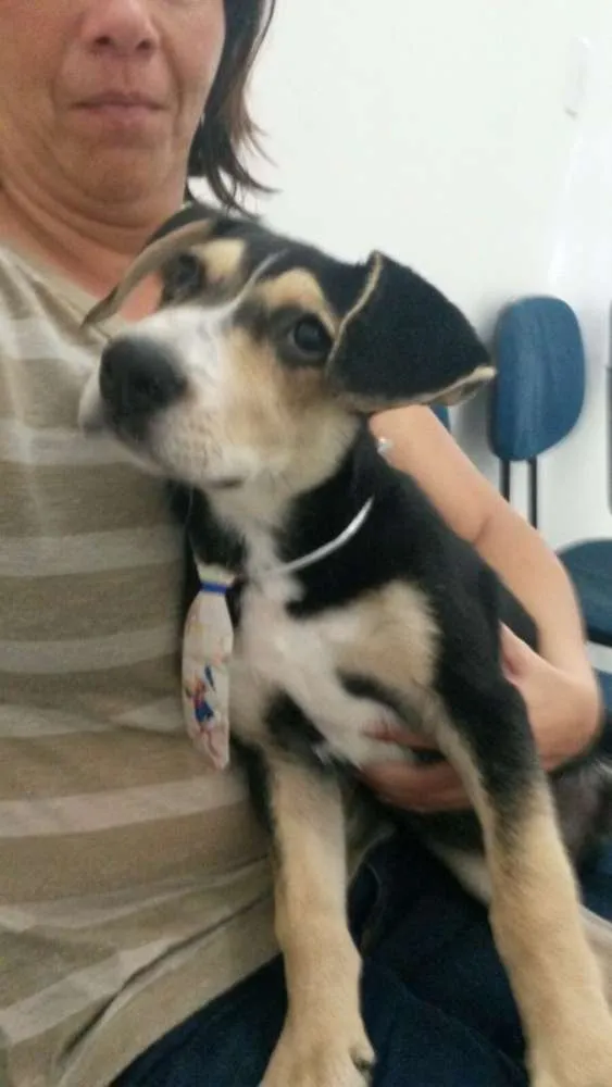 Cachorro raça Srd idade 2 a 6 meses nome Theo