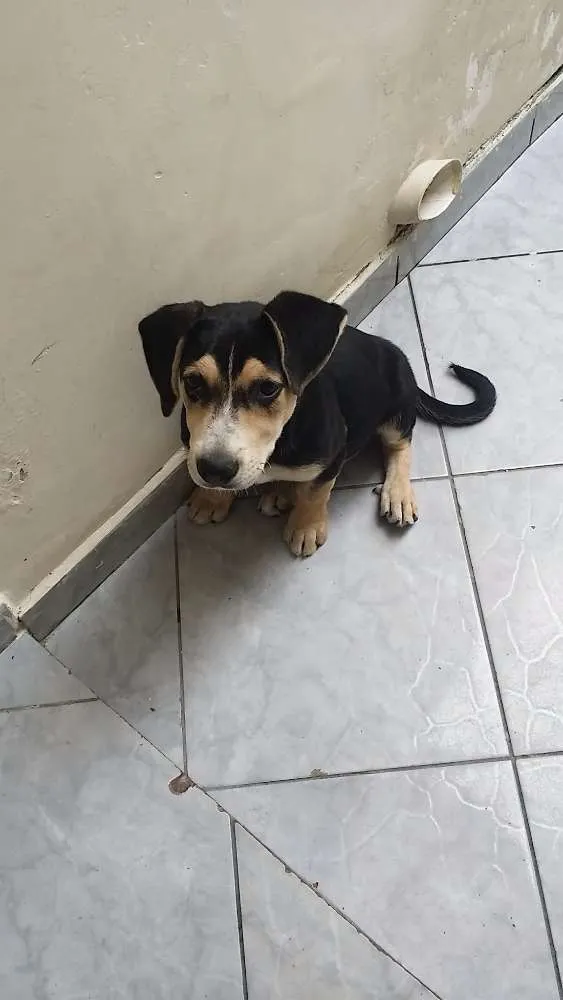 Cachorro raça Srd idade 2 a 6 meses nome Theo