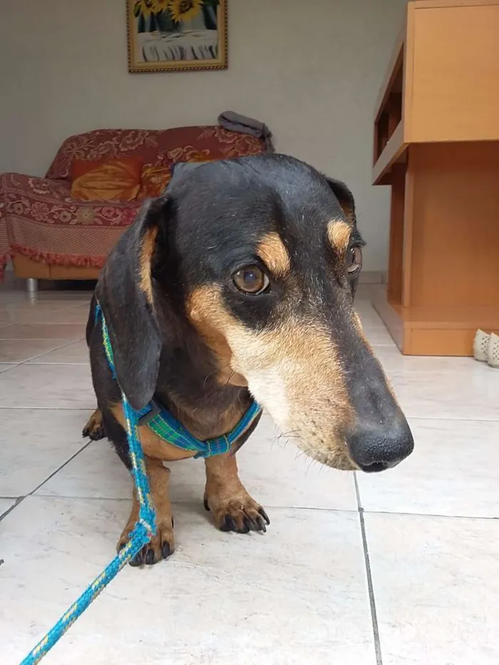Cachorro ra a Dachshund idade 6 ou mais anos nome Robinho