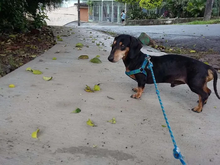 Cachorro ra a Dachshund idade 6 ou mais anos nome Robinho