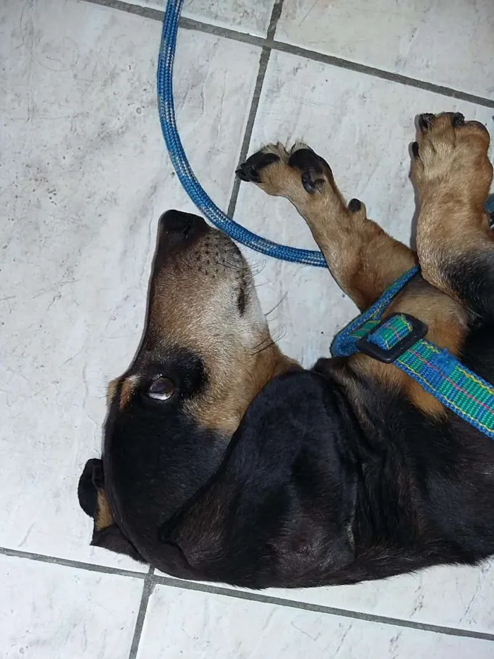 Cachorro ra a Dachshund idade 6 ou mais anos nome Robinho