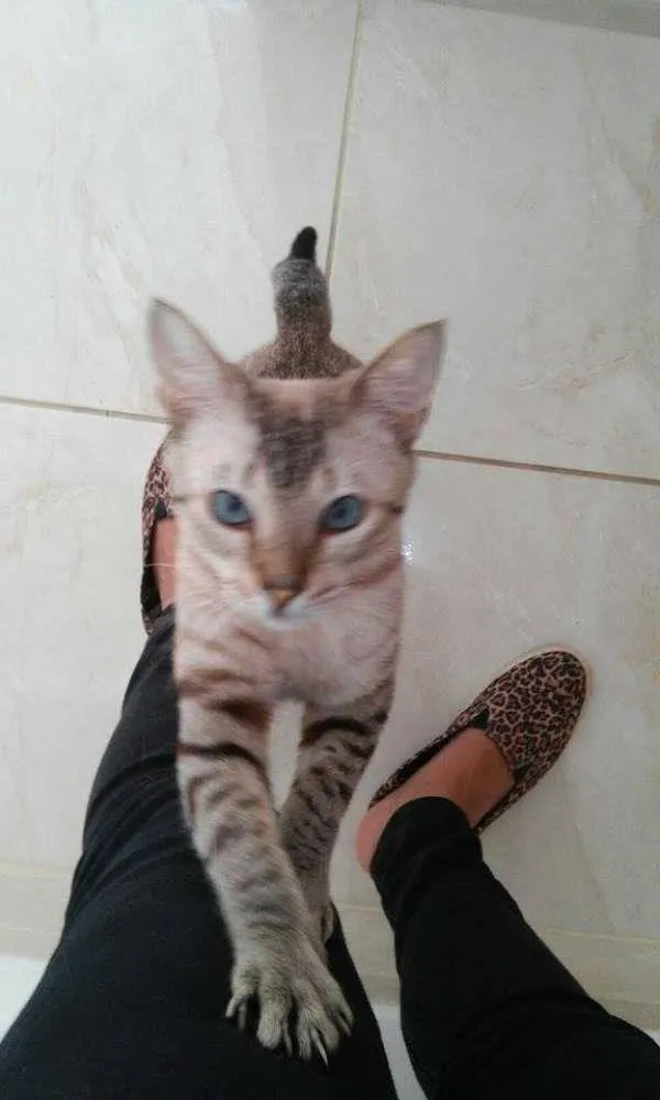 Gato raça SRD idade 7 a 11 meses nome Luke 