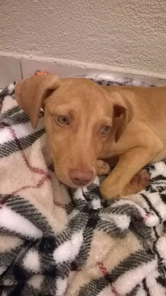 Cachorro ra a SRD idade 2 a 6 meses nome Tina