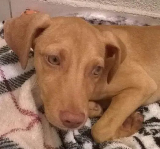 Cachorro ra a SRD idade 2 a 6 meses nome Tina
