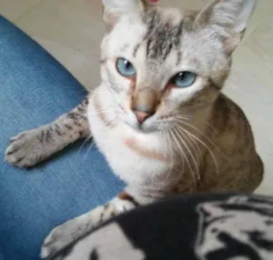 Gato raça SRD idade 7 a 11 meses nome Luke 