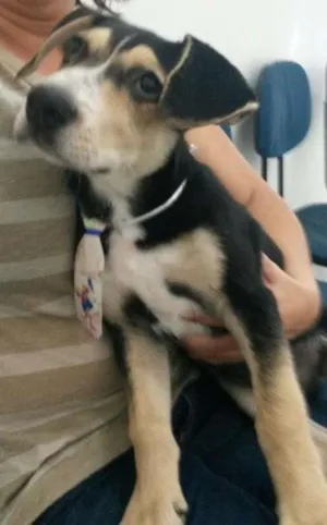 Cachorro raça Srd idade 2 a 6 meses nome Theo