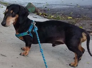 Cachorro raça Dachshund idade 6 ou mais anos nome Robinho