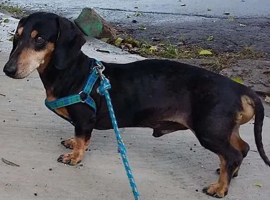 Cachorro ra a Dachshund idade 6 ou mais anos nome Robinho
