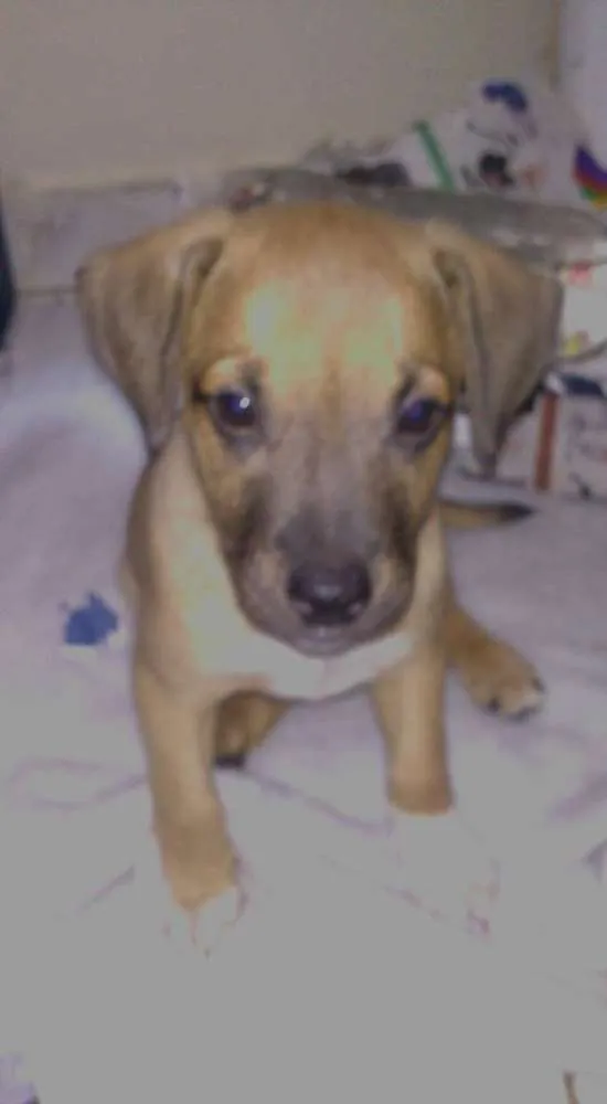 Cachorro ra a vira idade 2 a 6 meses nome toby