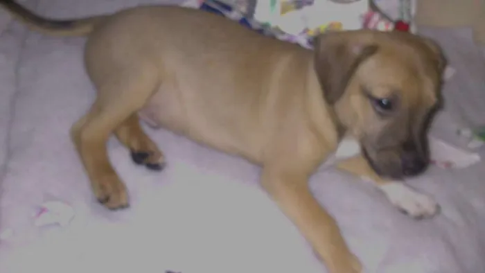 Cachorro ra a vira idade 2 a 6 meses nome toby