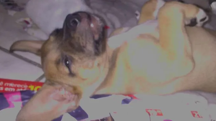 Cachorro ra a vira idade 2 a 6 meses nome toby