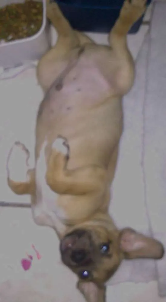 Cachorro ra a vira idade 2 a 6 meses nome toby
