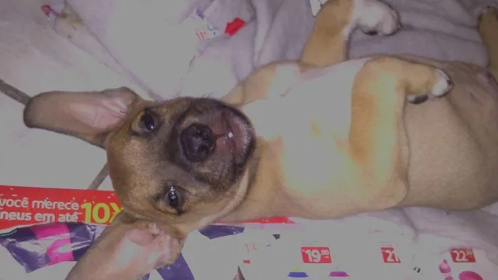 Cachorro ra a vira idade 2 a 6 meses nome toby