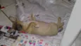 toby