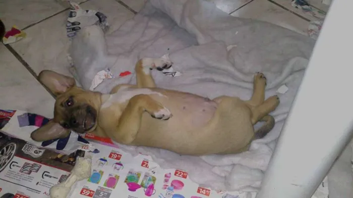 Cachorro ra a vira idade 2 a 6 meses nome toby