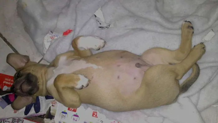 Cachorro ra a vira idade 2 a 6 meses nome toby