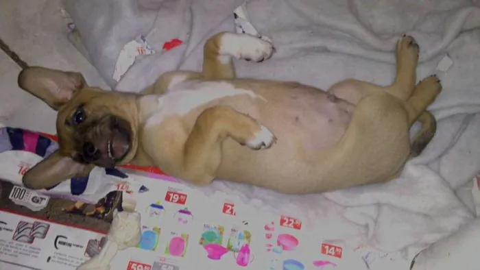 Cachorro ra a vira idade 2 a 6 meses nome toby